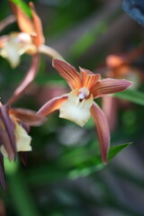 orchids flower