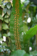 close up of fern spores