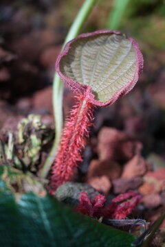 A vibrant red stem and green leaf of Begonia 