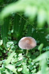 mushroom in the forest