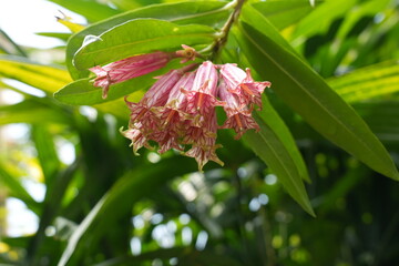 close up of pink bellflower