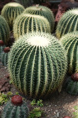 Echinocactus grusonii