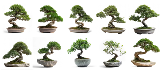 Ingelijste posters bonsai in a vase isolated on transparency background PNG © KimlyPNG