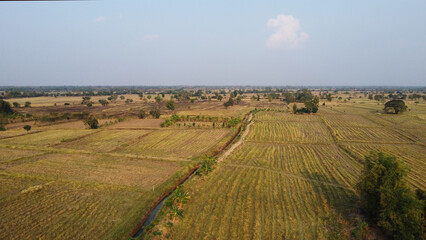 Fototapeta na wymiar Rice field in the morning of dried season in Thailand
