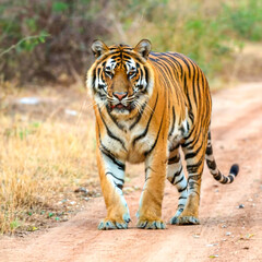 Obraz premium Amazing tiger in the nature habitat. Tiger pose during the golden light time. Wildlife scene with danger animal.