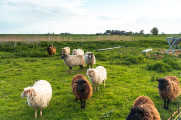 Sheep grazing in a green meadow in the dutch countryside