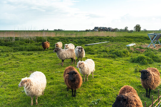 Sheep grazing in a green meadow in the dutch countryside