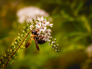 Eastern Carpenter Bee, Xylocopa virginica, gathering pollen from white flowers