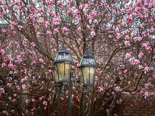   magnolia tree branches blooming around the street lamp