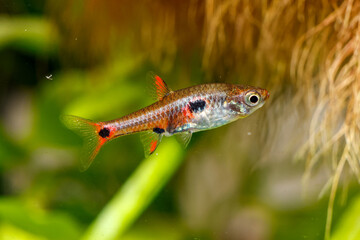 Dwarf Rasbora, Pygmy Rasbora scientific name is Boraras maculatus, in aquarium fish tank, small nano fish.