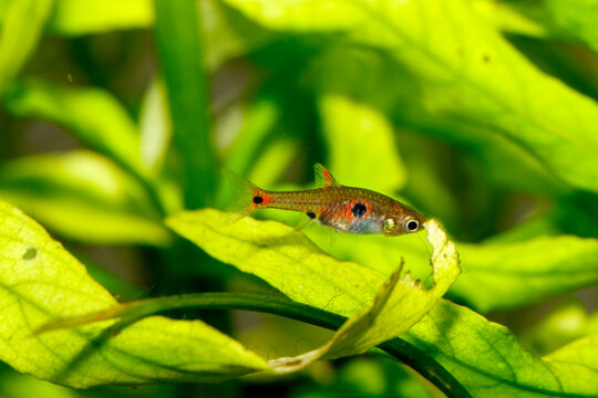 Dwarf Rasbora, Pygmy Rasbora scientific name is Boraras maculatus, in aquarium fish tank, small nano fish.