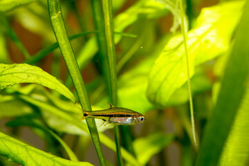 Least Rasbora (Boraras urophthalmoides) from Southeast Asia, nano fish tank, aquarium fish.
