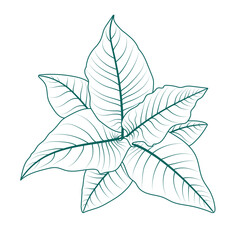 Leaves of ornamental plants from top view. Line art on a white background. Tropical plants that are popular for decorating home gardens. Graphic images for beautiful decorative design work.