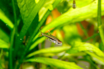 False Harlequin rasbora, Lambchop rasbora, scientific name is Trigonostigma espei, in freshwater aquarium.