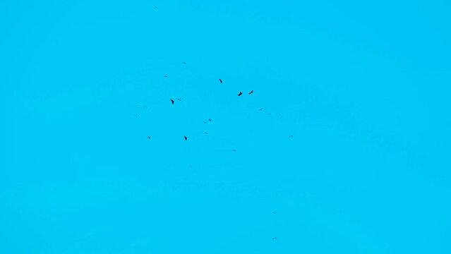 Distant flock of vulture birds circling in flight formation in peaceful clear blue sky