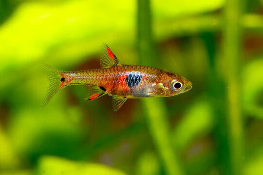 Dwarf Rasbora, Pygmy Rasbora scientific name is Boraras maculatus, in aquarium fish tank, small nano fish.