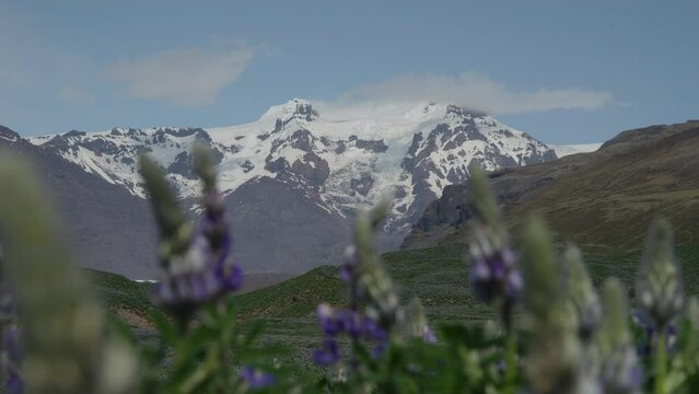 Close up of purple flowers in a field with snow-capped  glacier mountains in the distance on a sunny day