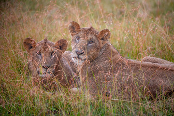 Lions in Rain