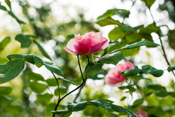 Fresh pink rosebuds on a bush in spring, summer garden. Flowering buds. Floriculture, flowers, plants growing. Fragrant flower among green leaves.