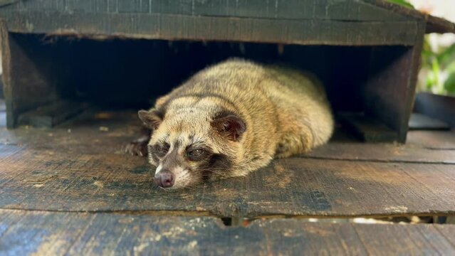 A Civet is sleeping lazily. The ferret is on the wood. Luwak or Civet cat used to produce civet coffee or "Kopi Luwak" the premium coffee from Indonesia. (Paradoxurus hermaphroditus).