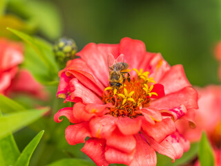 A bee collects nectar from Red marigolds flower in the garden in summer close-up.