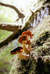 Mushroom on side of tree looking up