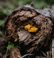 Orange Slime Mold on a Log