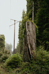 Tree Trunk in a forest with powerlines