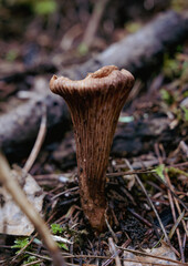 Mushroom on forest floow