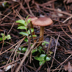 Mushroom on forest floor
