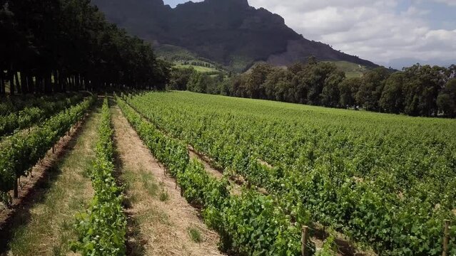 Rural Scene Of Wine Farms In Constantia, Cape Town, South Africa. Aerial Drone Shot
