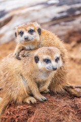 A group of cute meerkats. Meerkat Family are sunbathing.