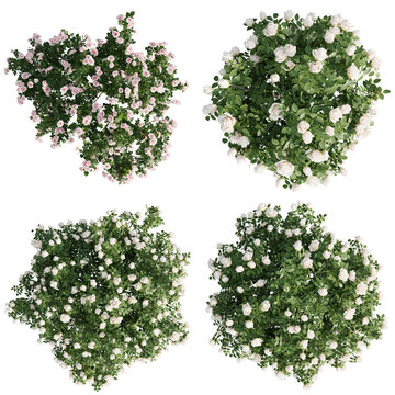 Top view Rose flower isolate transparent background.3d rendering PNG