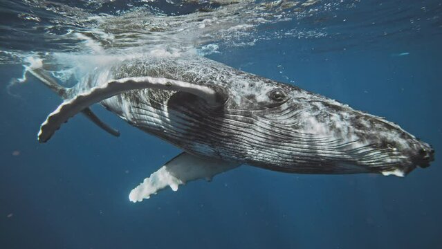 Humpback whale rolls in water turning in slow motion to face front as light sparkles across magnificient skin