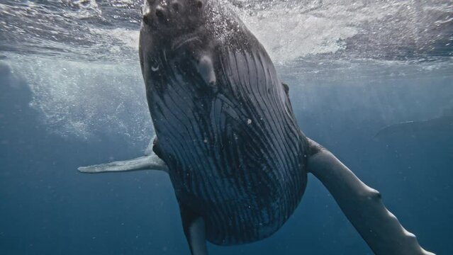 Closeup of humpback whale head crashing as it blows air from blowhole and spins in slow motion