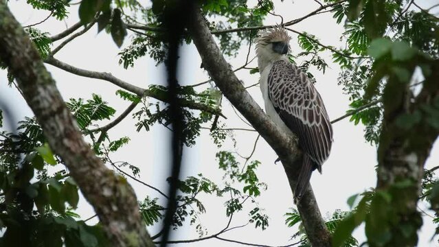 Looking towards its back during a cold and windy day while the camera zooms out, Philippine Eagle Pithecophaga jefferyi, Philippines