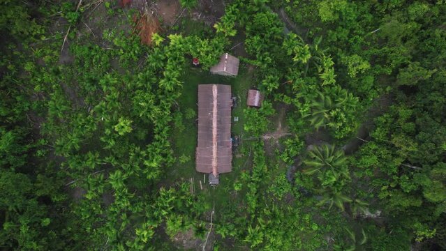 Birdseye 4K drone view looking down on the Uma of the Mentawai Tribe who live in the jungle on the Mentawai Islands in Indonesia. The Uma is their home and it is deep in the jungle.
