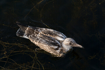 European herring gull (Larus argentatus). A young waterfowl swims in the sea. The chick.