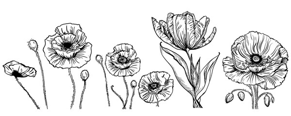 Vector drawing of flowers and leaves of poppy and tulip, isolated floral elements with a black line on a white background, hand-drawn illustration of a botanist.
