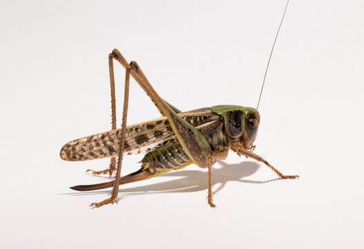 Wart-biter (Decticus verrucivorus) is a bush-cricket in the family Tettigoniidae.  Grasshopper close-up. A female insect on a white background.