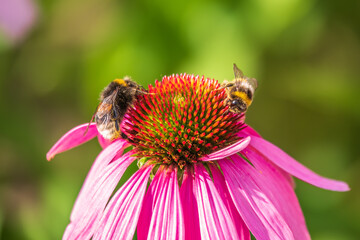 A closeup shot of a bee collecting pollen on a purple echinacea flower