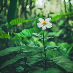 white flower in the garden