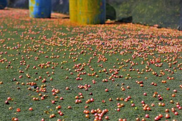Paintball Field Filled With Paintballs