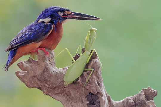 A blue-eared kingfisher is ready to prey on a praying mantis. This powerful, sharp-beaked predatory bird has the scientific name Alcedo meninting.
