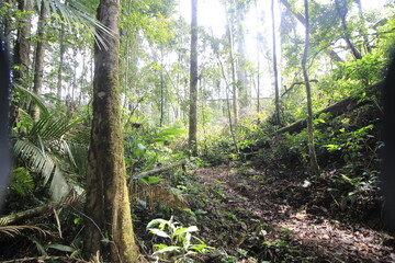 tropical forest in the morning