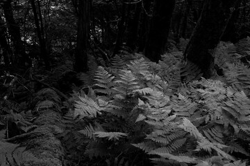 black and white ferns