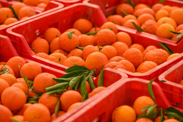 juicy fresh tangerines in boxes for sale in Cyprus in winter 15