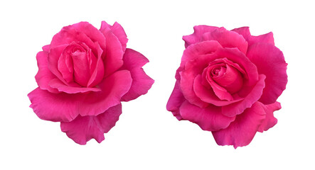 Pink rose flowers isolated on transparent background