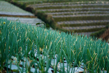 Green onion or scallion plants close-up
