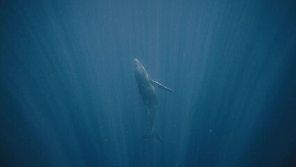 Light rays pull down into depths as humpback whale calf rises vertical to surface in slow motion